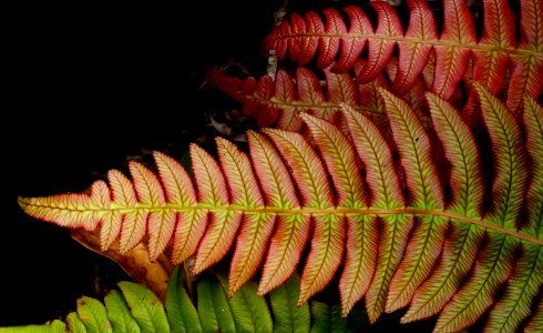 Blechnum novae-zelandiae,(palm-leaf fern )