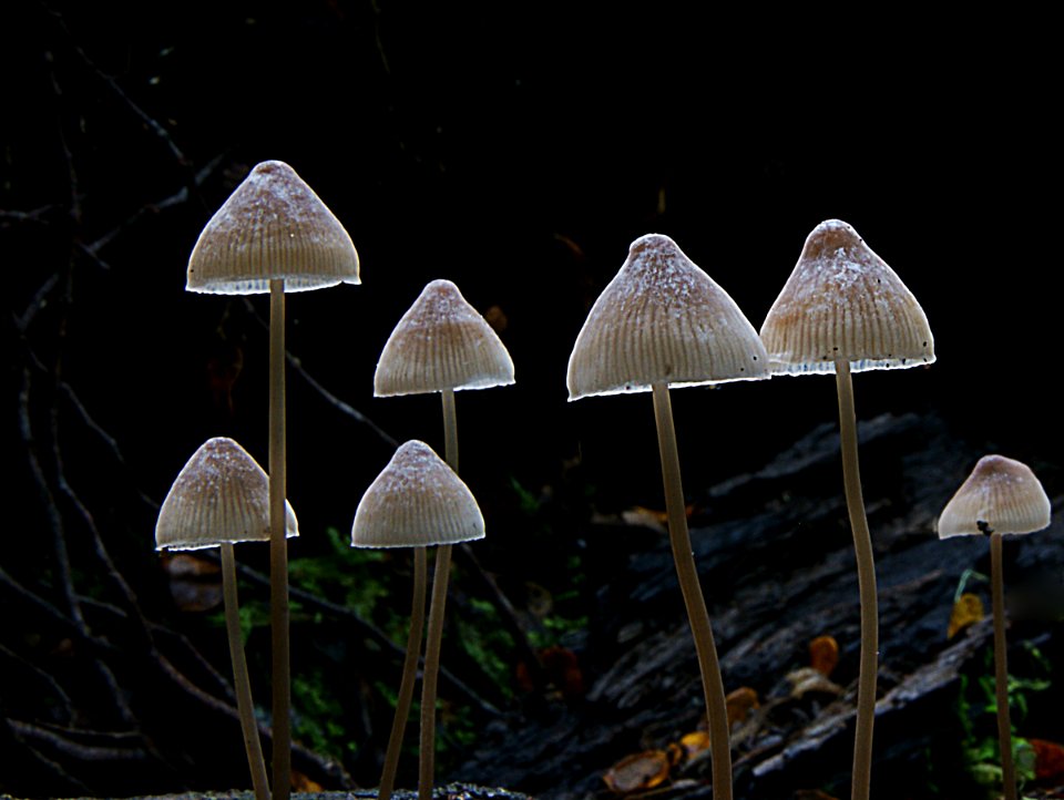 Helmeted logger Galerina hypnorum