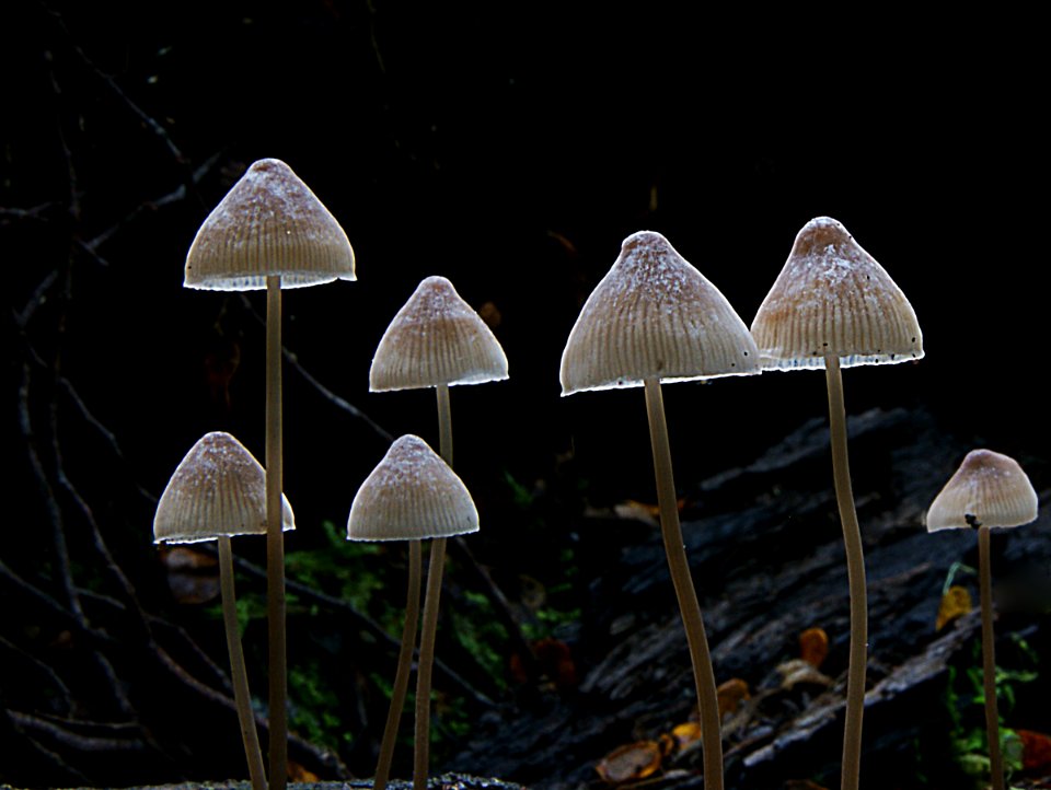 Helmeted logger Galerina hypnorum photo