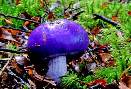 Violet pouch