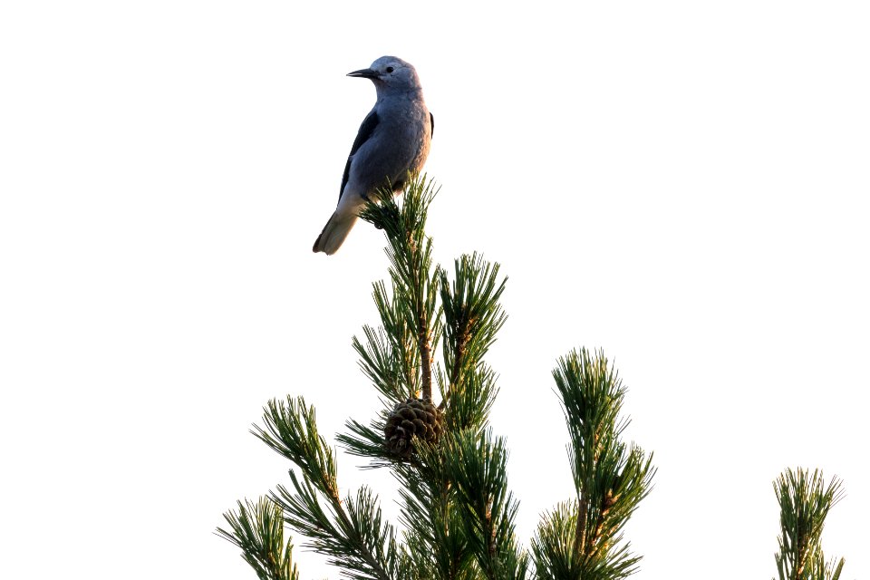 Clark's Nutcracker - Nucifraga columbiana