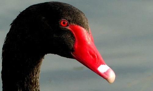 Black Swan.FZ200 photo