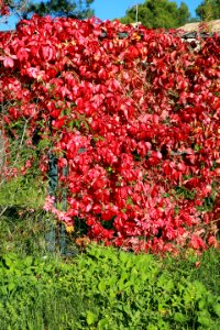 L'automne ensanglante ces feuilles de lianes vigne photo