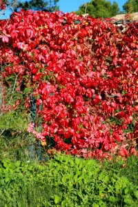 L'automne ensanglante ces feuilles de lianes vigne