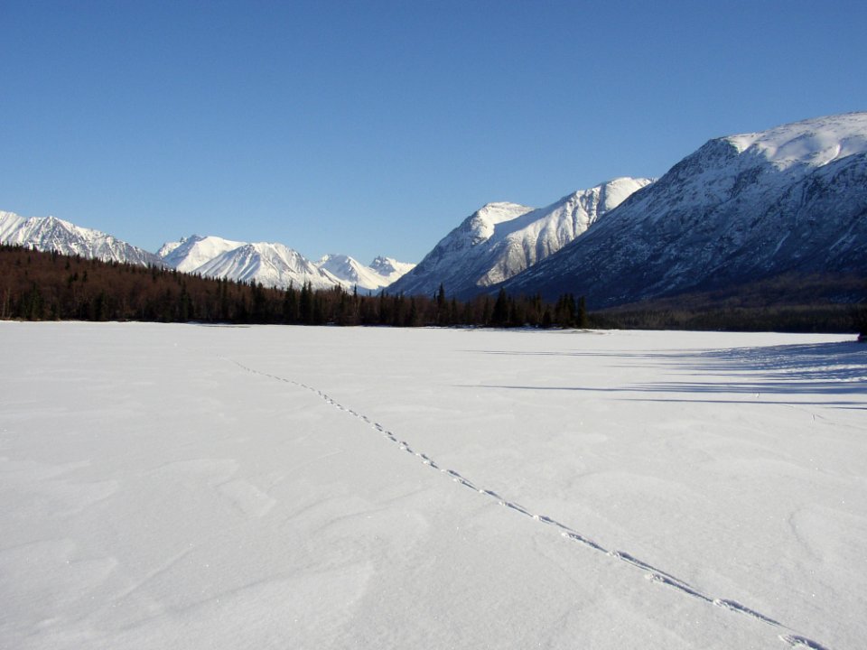 Wolf Tracks