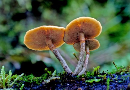 Galerina sp. photo