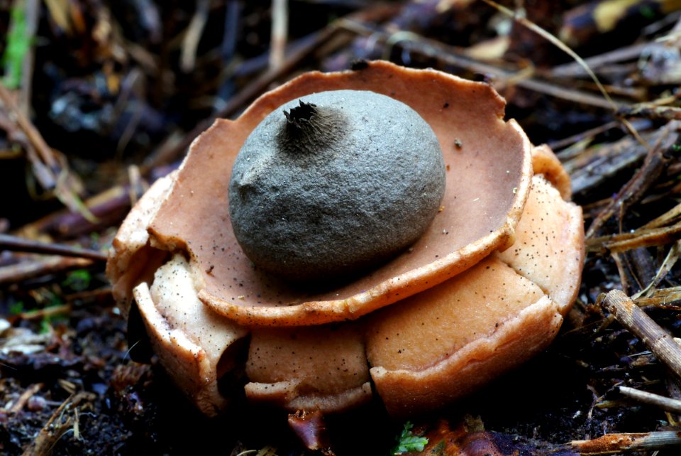 Geastrum saccatum (earth star)