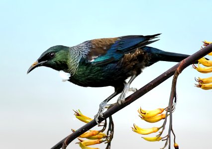 The Tui.NZ photo