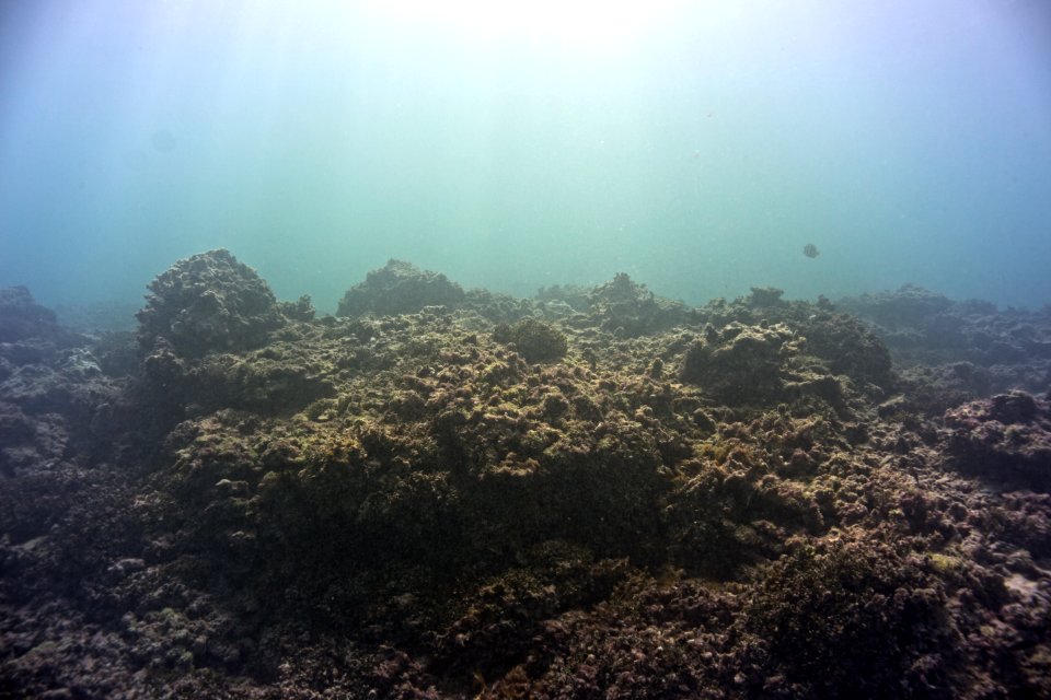 Lisianski Dead Coral