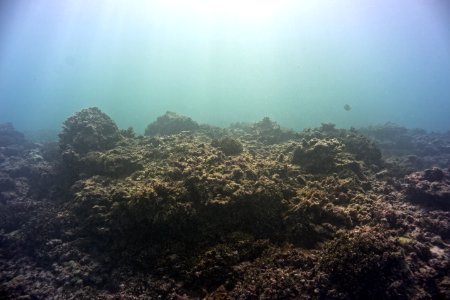 Lisianski Dead Coral