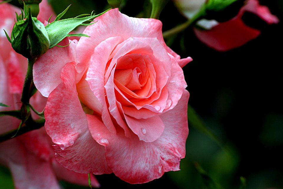 Liverpool Echo. rose.