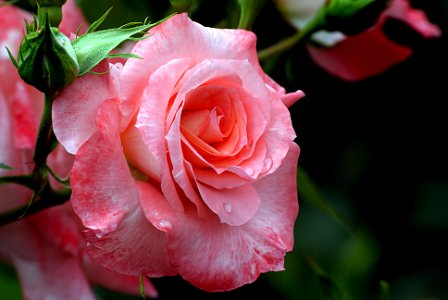 Liverpool Echo. rose.