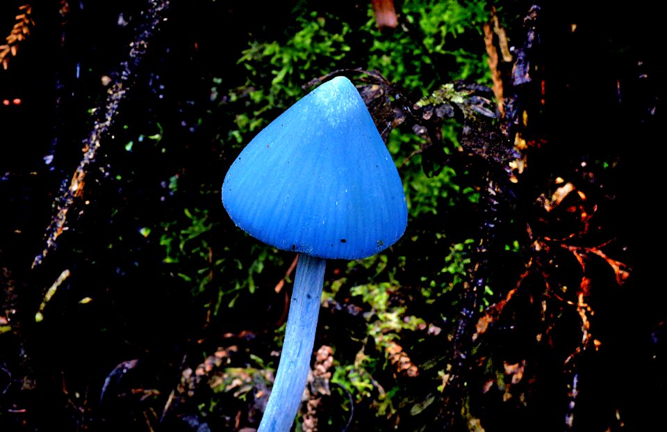 Entoloma hochstetteri.