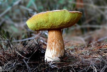 Bolete, photo