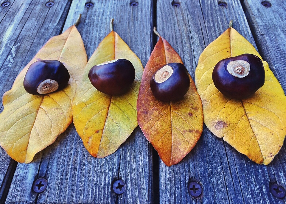 Season leaf fall leaves background
