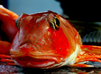 Mr Red Gurnard. photo