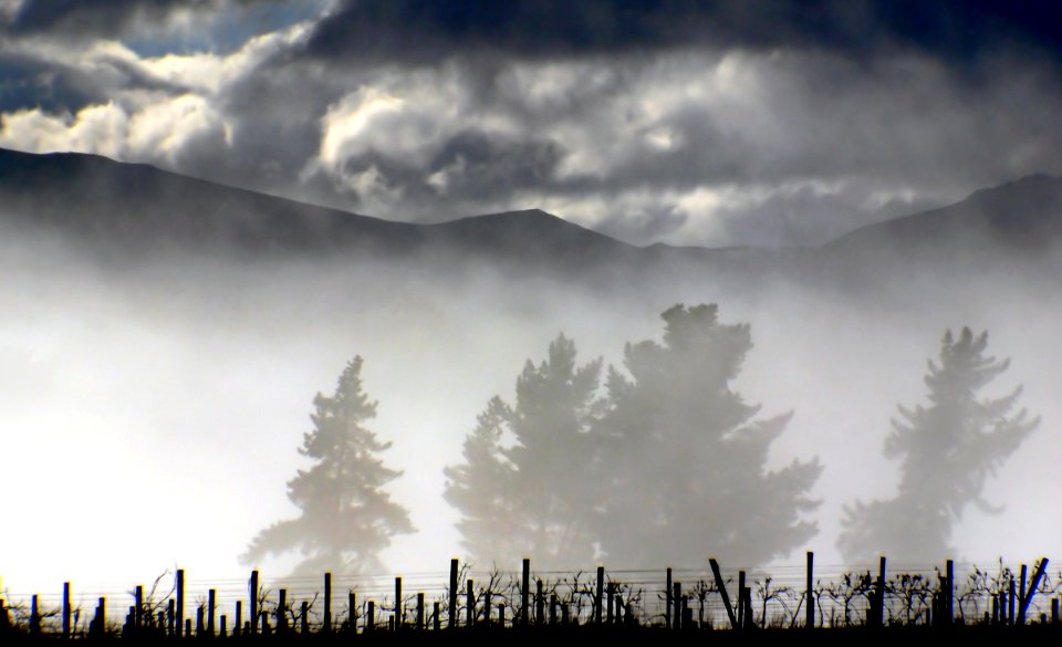 Mist over the vines.
