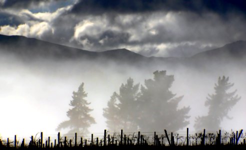 Mist over the vines.