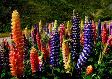 Roadside Russell lupins photo