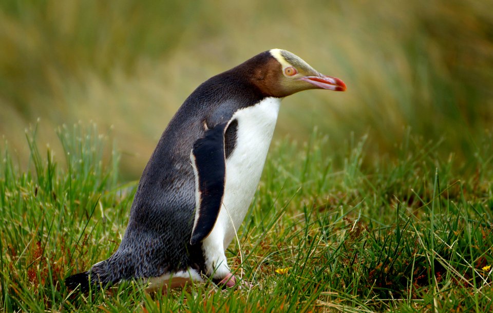 Yellow Eyed Penguin. (Megadyptes antipodes)