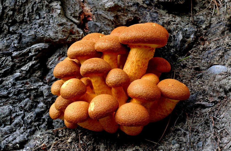 Laughing Jim (Gymnopilus junonius)
