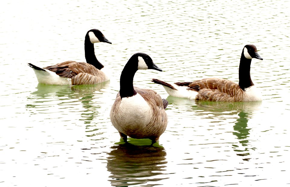 The Canada goose (Branta canadensis)