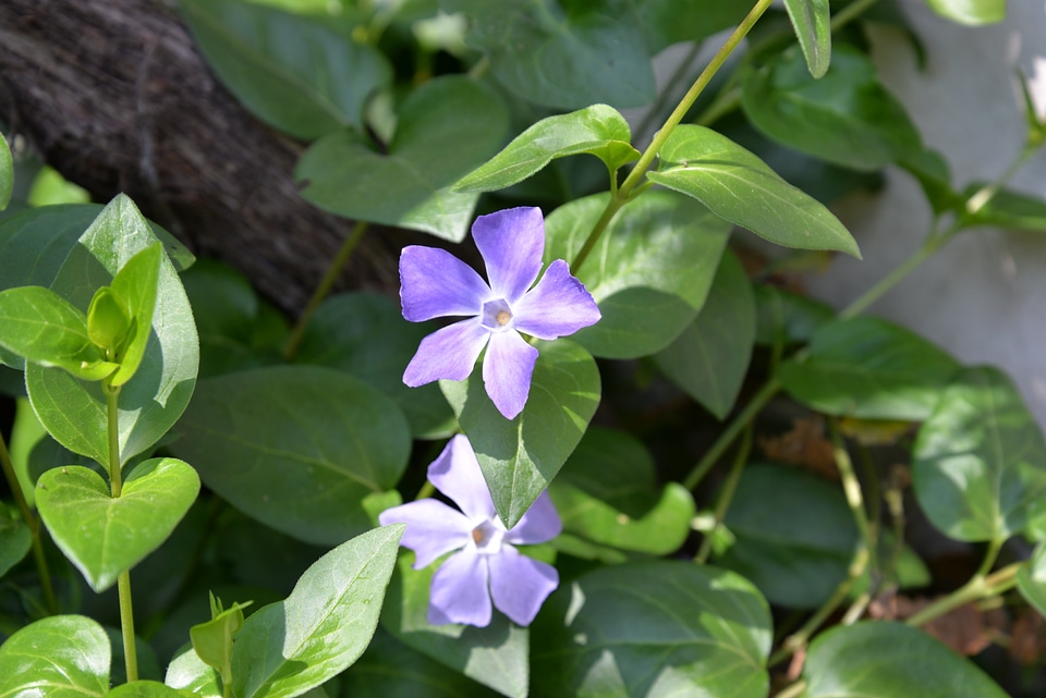 Plant flower garden garden