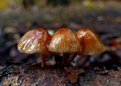 Mycena. photo