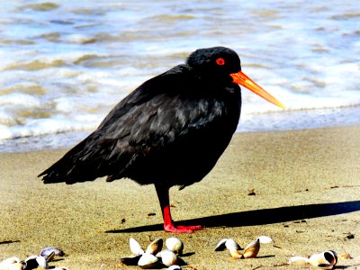 Variable oystercatcher. (Haematopus unicolor)