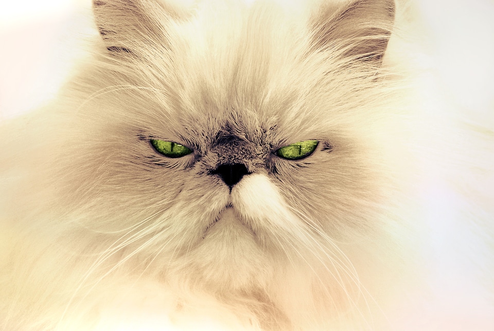Pet domestic cat cat's eyes