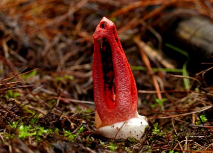 Clathrus archeri.Devils fingers.