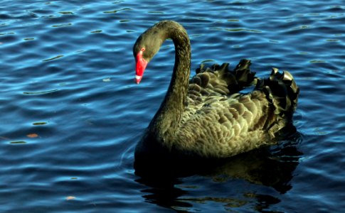Black Swan.(Cygnus atratus) photo