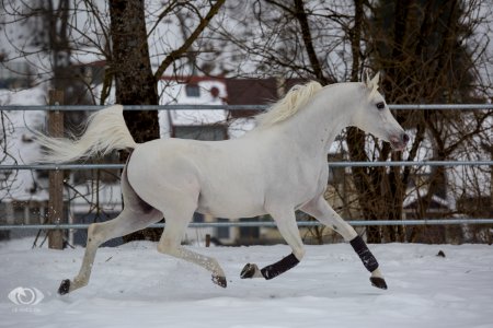 DschehimOSEI2504