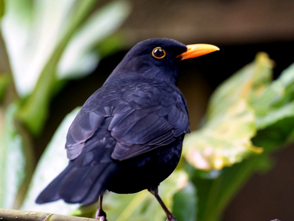 Blackbird. (Turdus merula) photo