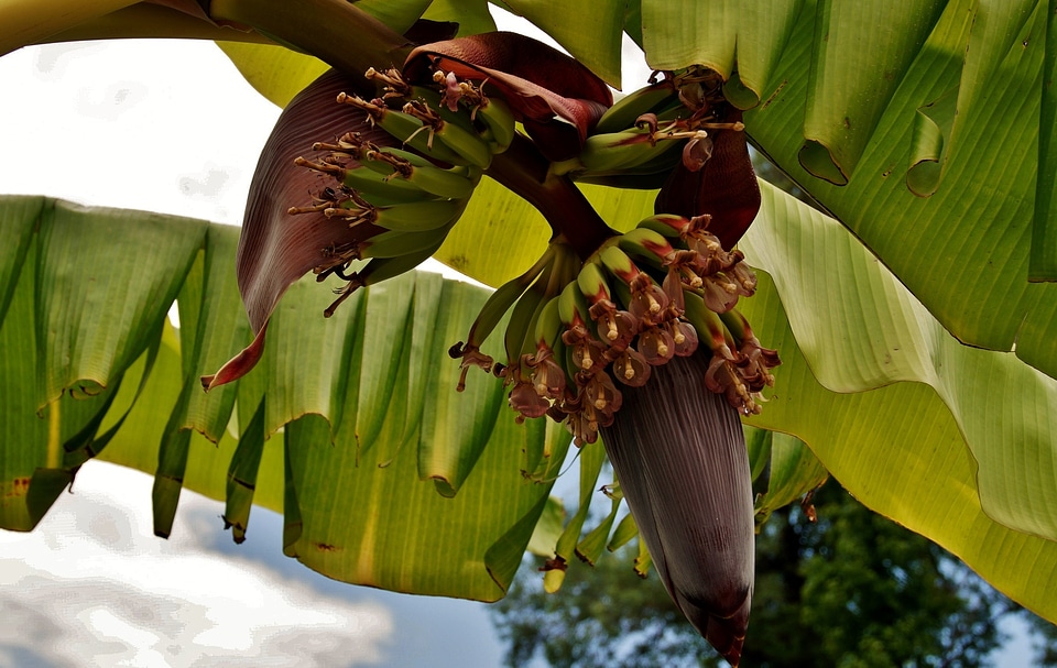 Flower a flower of a banana plant