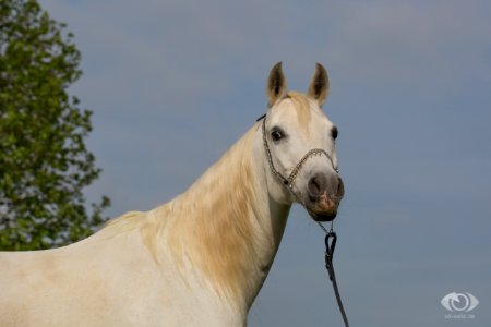 Shaykhah0S3A2151