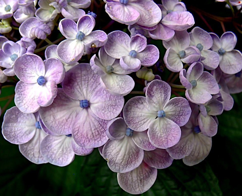 Hydrangea photo