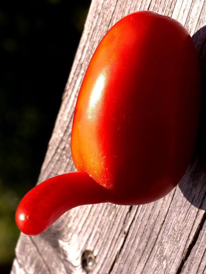 Pomodoro fortemente "dotato"