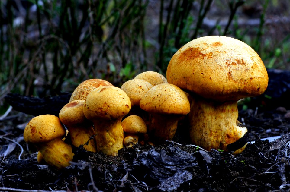 Gymnopilus. junonius.