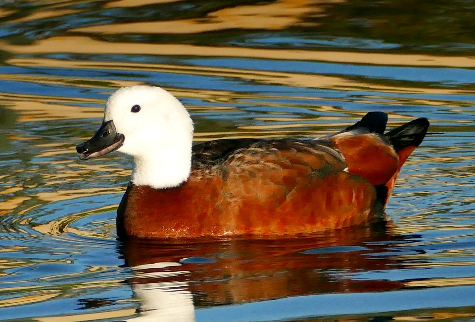 Paradise shelduck. (Tadorna variegata)