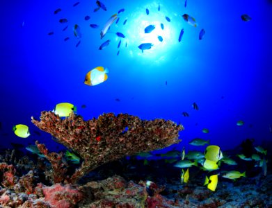 Fishes on Deep Reef at French Frigate Shoals