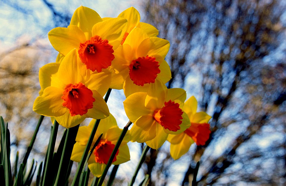 Daffodils.