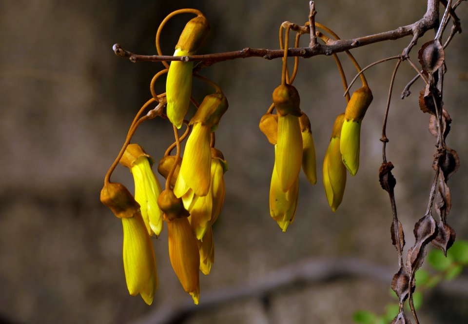 Kōwhai.(genus Sophora). NZ