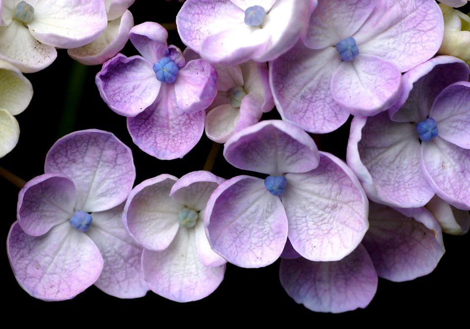 Hydrangea