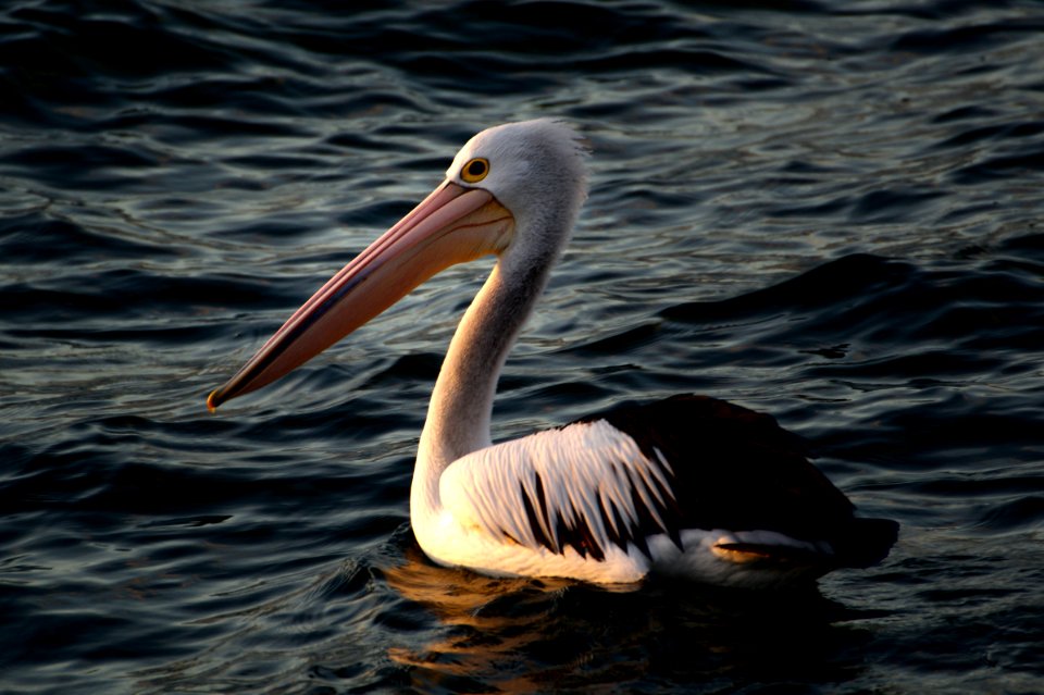 The Australian pelican (Pelecanus conspicillatus)