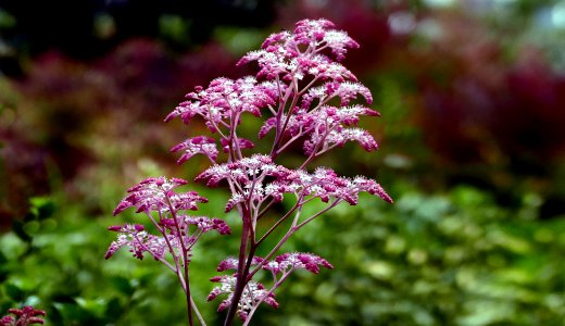 Queen of the Prairie, Meadowsweet  Filipendula rubra.