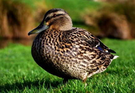 Mallard female (8) photo