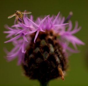 Centaurea jacea photo