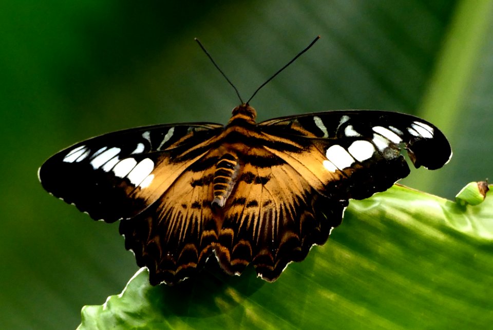 The Clipper (Parthenos sylvia)