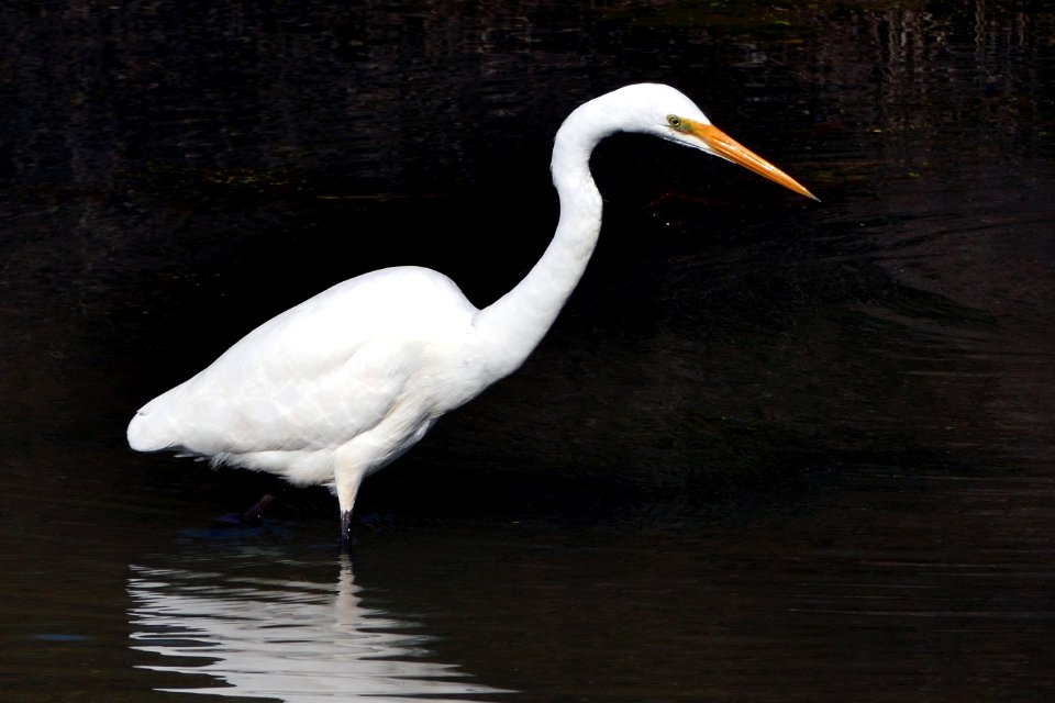 White heron,(Egretta alba modesta)